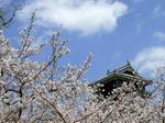 Sakura - Japón.