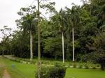 Jardines en La Habana.