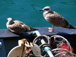 Gaviotas en el puerto. San Sebastián.