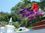 Flores en Capri