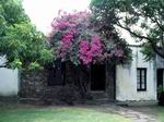 Jardn en Colonia de Sacramento.