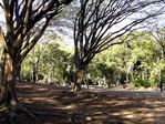 Parque del Este. Caracas.