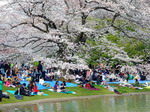 Floración de almendros en Japón.