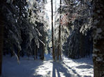 Bosque nevado en Persia.