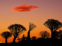 Atardecer en la sabana. Africa.