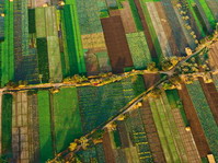 Campos de cultivo en El Cairo. Egipto.