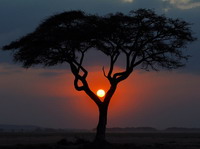 Atardecer en la sabana. Kenya.