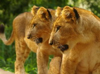 Pareja de leonas.