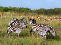 Reserva de Masai Mara. Kenia.