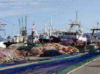 Puerto pesquero de Tánger. Marruecos.