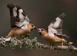 Pajaros de cortejo.