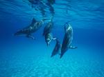 delfines