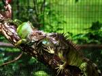 Iguanas