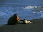 Focas en la playa.