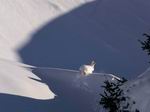 Conejo en la nieve