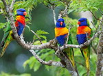 Loros arco iris.