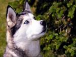 Perro con ojos azules