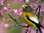 Pajaro de la noche.