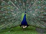 Pavo Real