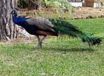 Pavo real.