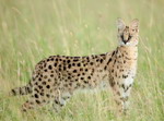 Serval.