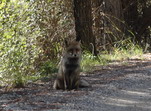 Zorro en la sierra de Cazorla.