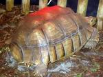 Tortuga gigante