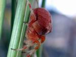 Araña roja