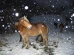 Caballos salvajes del Pirineo