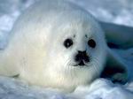 Foca