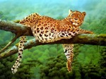 Leopardo