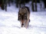 Lobo en la nieve.