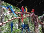 Aves tropicales