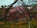 Primavera en el valle del Jerte - Cáceres.