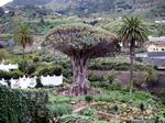 Drago Milenario - Icod de los Vinos. Tenerife