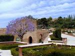 La Jacaranda junto a la Puerta de la Justicia de la Alcazaba - Almería