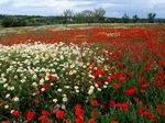 Primavera en Mallorca.