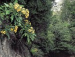 Bosque de El Cedro - Isla Gomera - Canarias