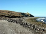 Pingüinos en Isla Magdalena