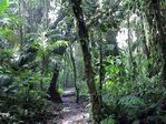 Bosque de la nube