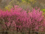 Florración de árboles en Tenesee, USA.
