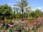 Rosaleda en los jardines del Alcázar