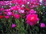 Amapolas.