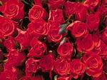 Rosas rojas.