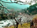 Almendros en flor.