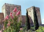 Flores junto a la Alhambra.