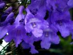 Flores de Jacaranda.