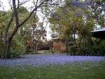 Jacarandas.