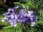 Flores de Jacaranda.