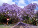 Paseo de jacarandas en Johanesburgo.